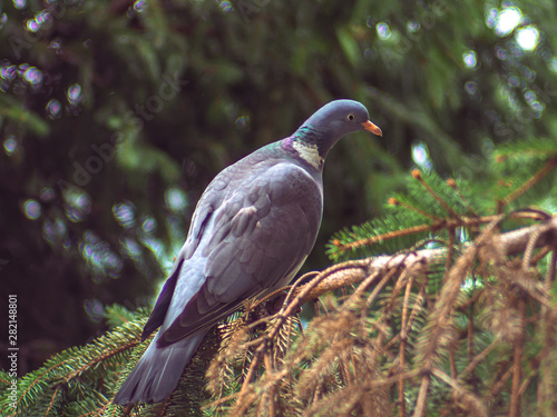 Beautiful wood pigeon standing on a spruce branch