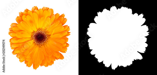 Orange gerbera flower isolated on white background with alpha channel and clipping path