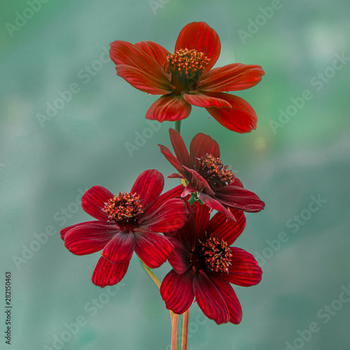 chocolate cosmos