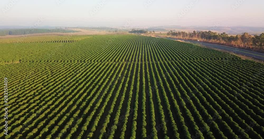 Beautiful aerial view of a coffee plantation. Camera going backwards with a road in sight at the right side. Beautiful aerial view of a coffee plantation. Camera going backwards with a road in sight at the right side.