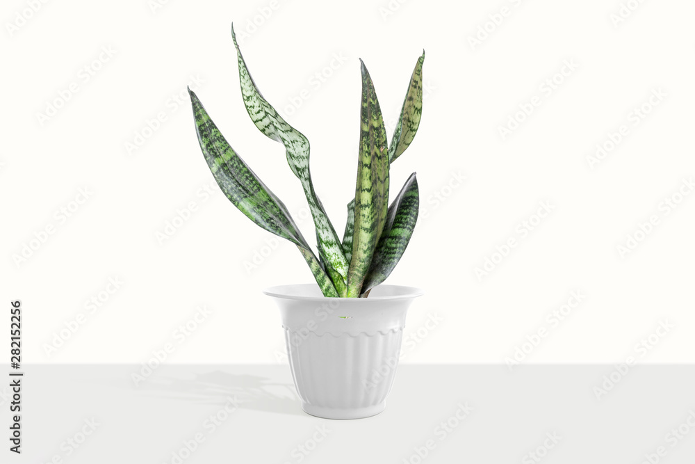 Sansevieria plant in pot on white table Sansevieria plant in pot on white table
