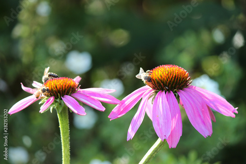 Sonnhüte purpurea magnus mit Bienen bei der Honigsuche         photo