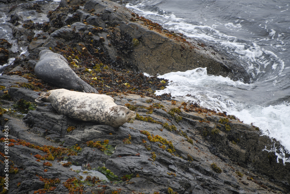 Harbor Seals in sanctuary at Sea Ranch, N. California