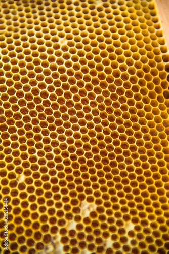 Ruche abeille
