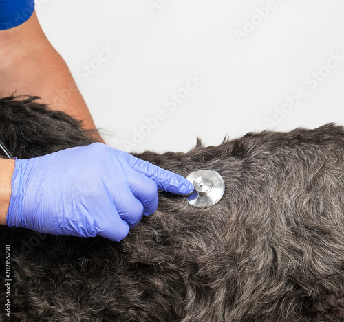 veterinarian in a blue uniform bugs the heartbeat of a black fluffy dog