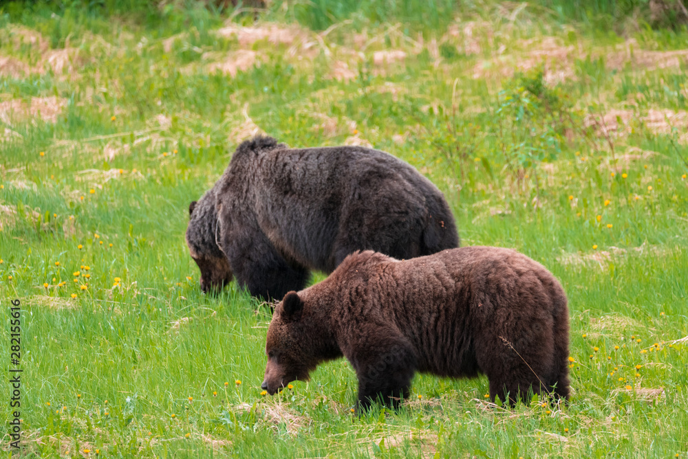 Grizzly bears feeding in a grass field Grizzly bears feeding in a grass field