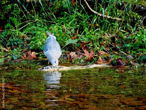 Salmon run photo