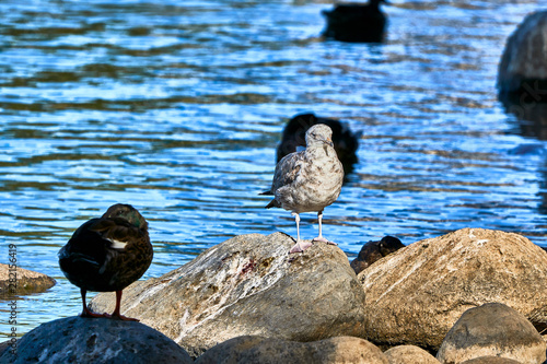 Juvenile Gull