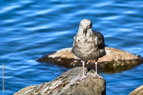 Juvenile Gull