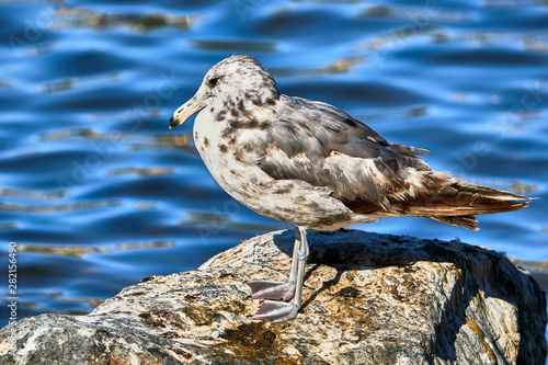 Juvenile Gull