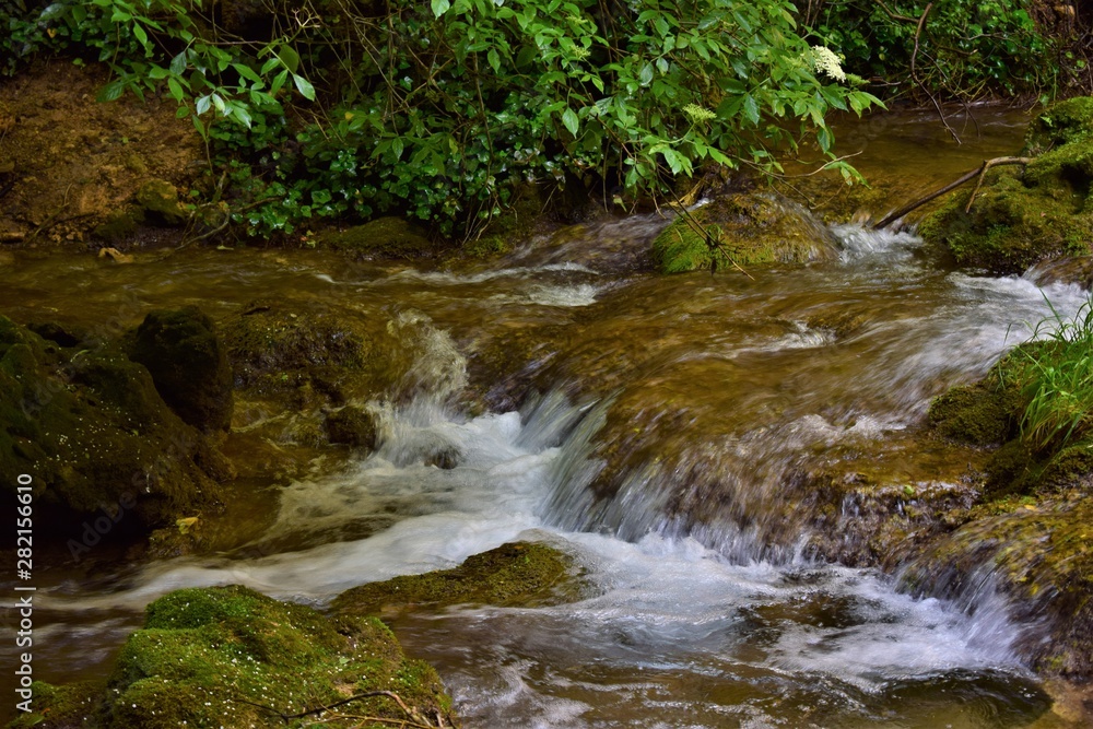 stream in the forest stream in the forest