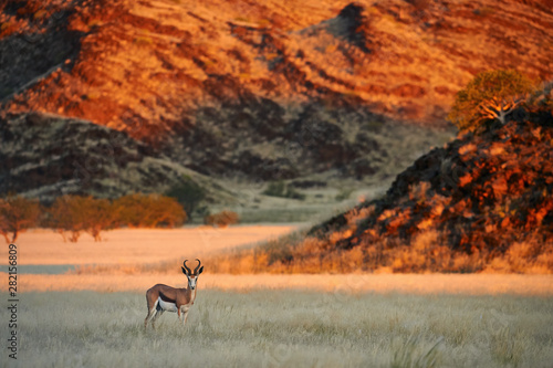 Springbok (Antidorcas marsupialis) grazing in the savannah