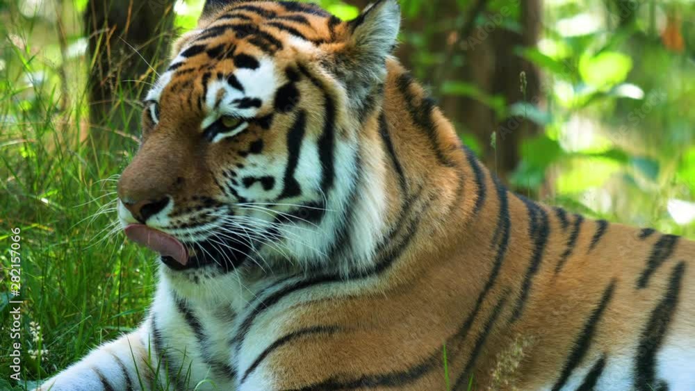 SLOW MOTION Majestic bengal tiger sitting and licking lips between greenery SLOW MOTION Majestic bengal tiger sitting and licking lips between greenery