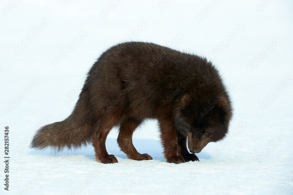 Obraz premium Beautiful blue arctic fox (Alopex lagopus) in the snow.