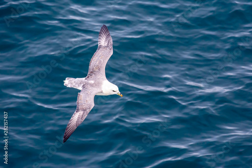 Seagull flying over the surface of the ocean. © photosaint