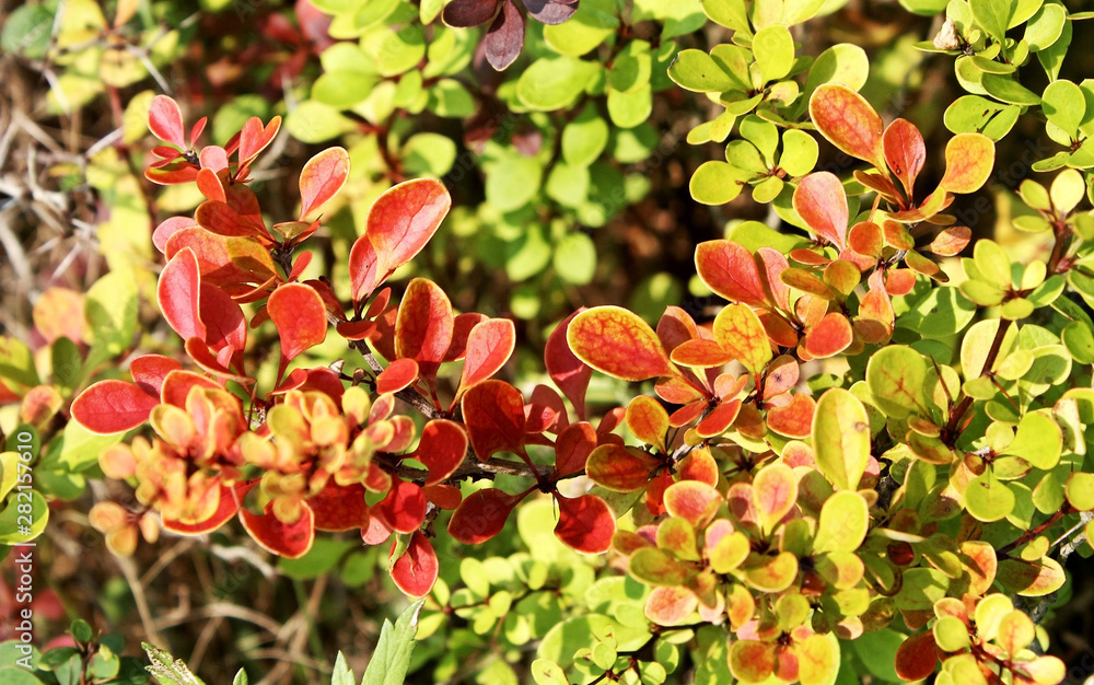 Obraz premium 화초