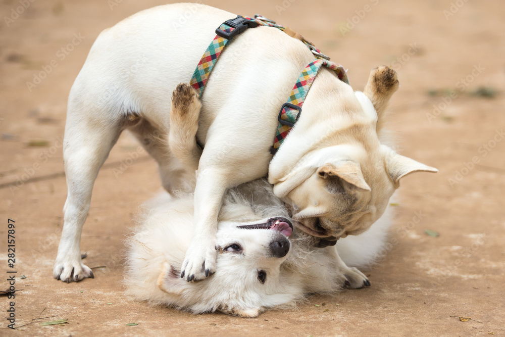 The French Bulldog and a Pomeranian Lulu playing in thre park The French Bulldog and a Pomeranian Lulu playing in thre park