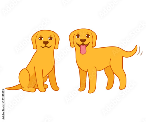 Yellow labrador retriever dog