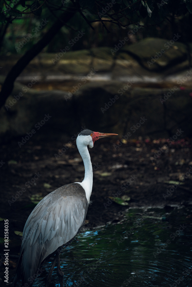 Obraz premium Stork by the water