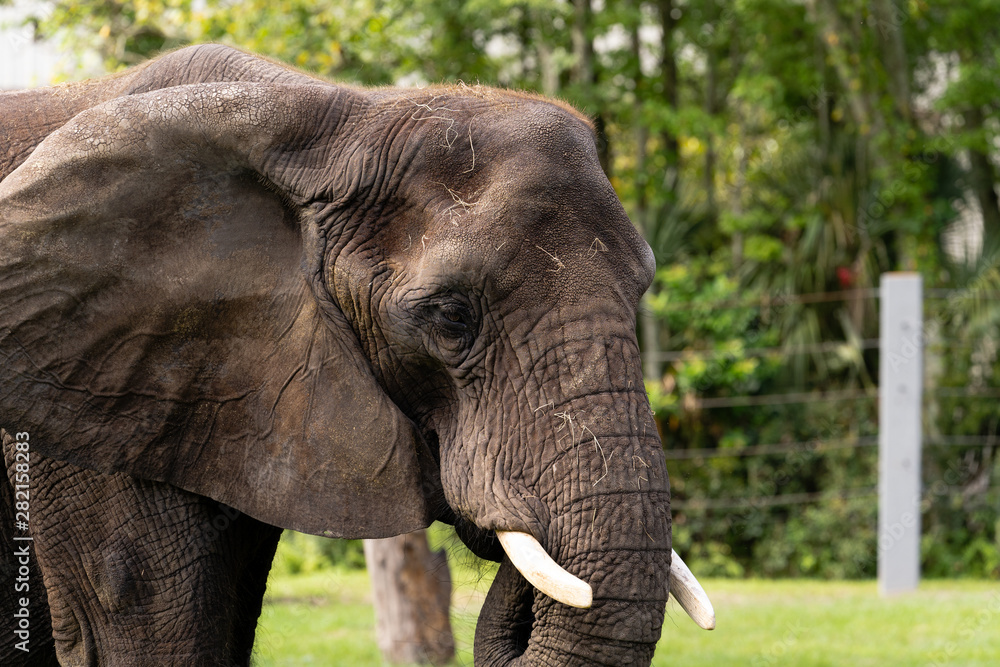 Fototapeta premium elephant in the zoo