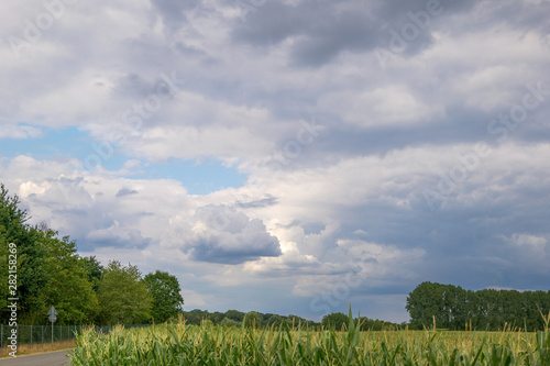 Outdoor scenery of cloudy stormy sky over corn field in countryside area.