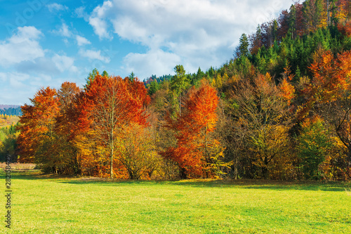 trees in red foliage on the green meadow. beautiful autumn landscape of mountainous countryside. sunny warm weather with clouds on the sky