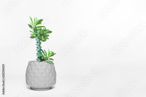 Beautiful cactus isolated on white background. On the wood table colorful ceramic pot.
