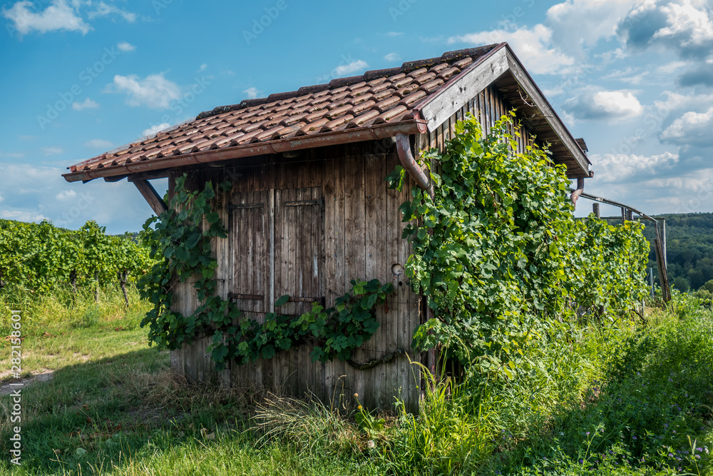 Weinpflanzen und Weinblätter an Weinbergshäuschen