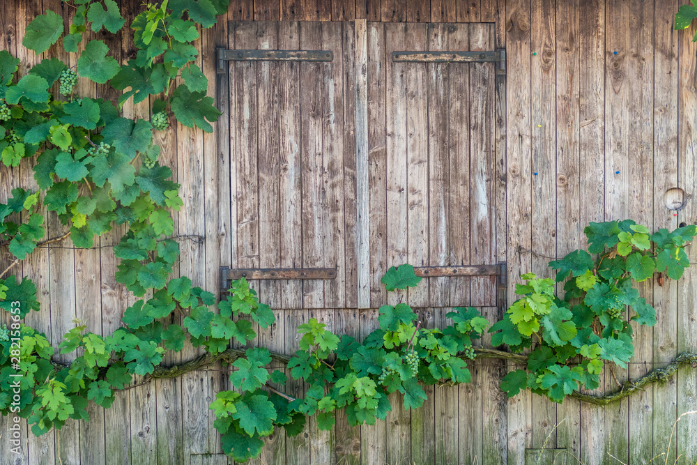 Weinpflanzen und Weinblätter an Weinbergshäuschen Weinpflanzen und Weinblätter an Weinbergshäuschen