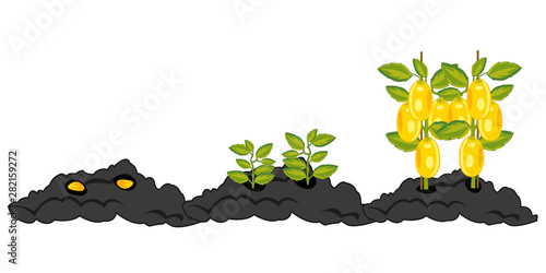 Growing vegetables from boarding seed before harvest