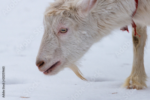 The goat walks in the snow in winter