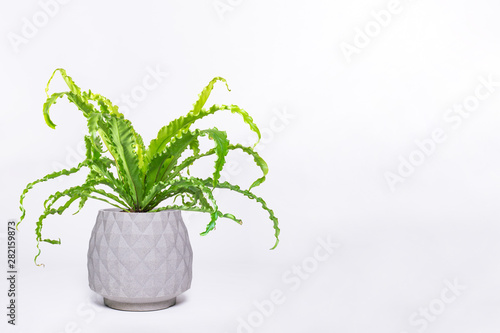 houseplant Asplenium nidus in white flowerpot © Anthony Paz