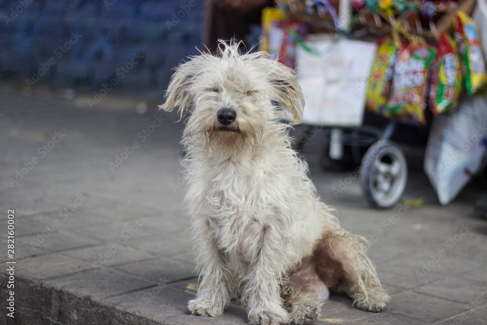 Un perro en la calle Un perro en la calle