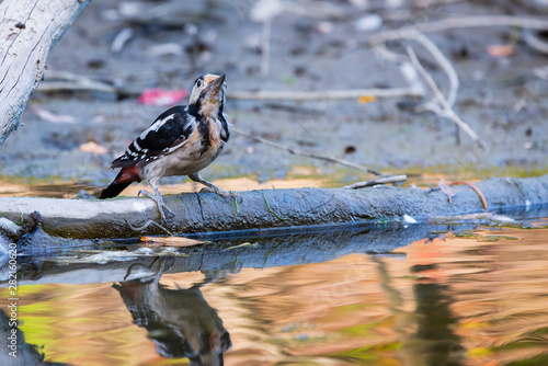 Syrian woodpecker or Dendrocopos syriacus close photo