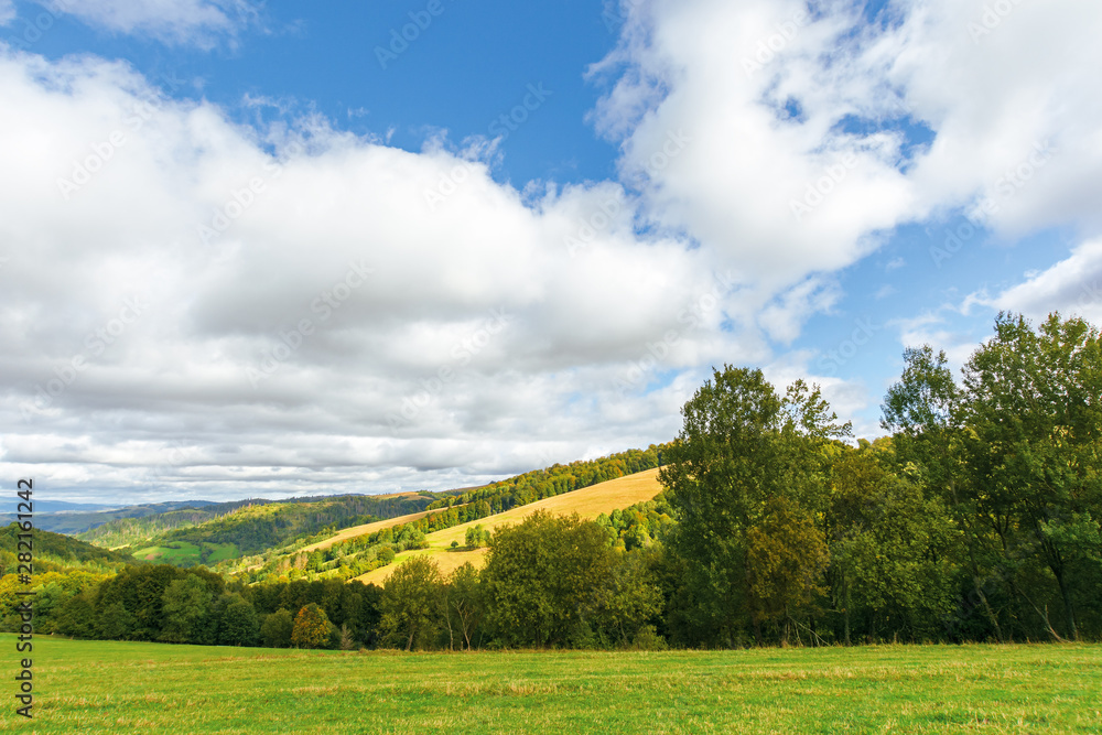 beautiful countryside in mountain. trees on grassy hills. sunny september weather with cloudy sky. wonderful nature background