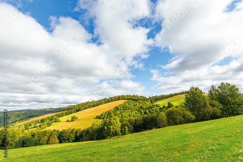 beautiful countryside in mountain. trees on grassy hills. sunny september weather with cloudy sky. wonderful nature background