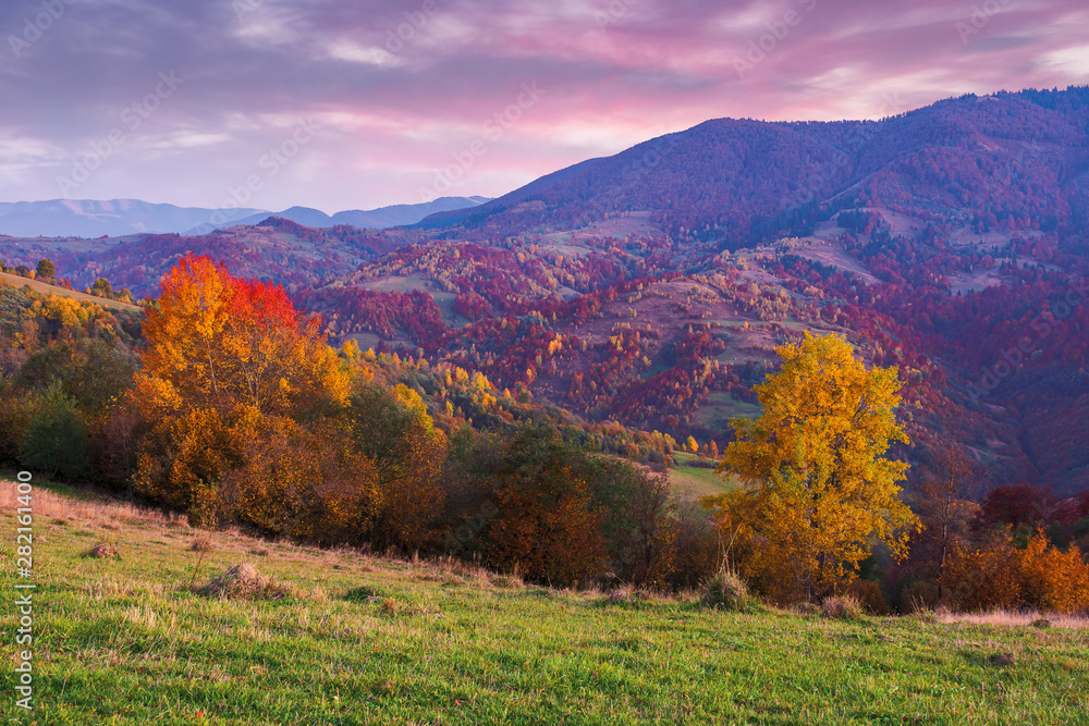 beautiful autumn countryside landscape at dusk. trees in fall foliage. clouds on the sky. amazing vivid colors of mountain scenery. ridge in the distance