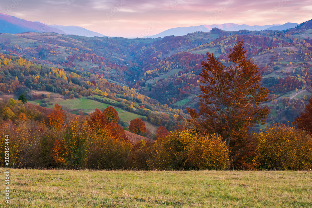 beautiful autumn countryside landscape at dusk. trees in fall foliage. clouds on the sky. amazing vivid colors of mountain scenery. ridge in the distance