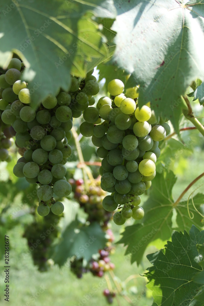 Chandler Hill Winery Grapes 2019