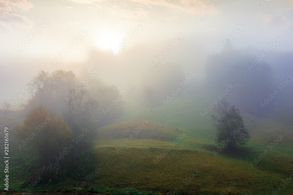 thick fog in autumn countryside. trees on hills in rural area. sunlight breaking through. mysterious weather phenomenon thick fog in autumn countryside. trees on hills in rural area. sunlight breaking through. mysterious weather phenomenon