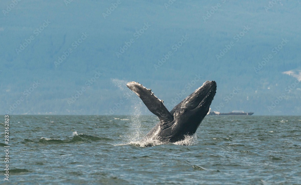 Fototapeta premium humpback back breach
