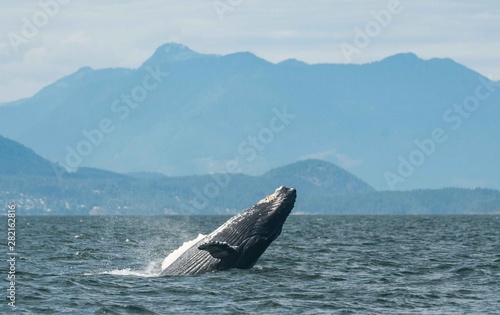 humpback surfacing