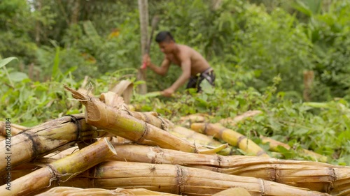Indigenous Man Cutting Sugar Cane Sticks In The Amazon Rainforest