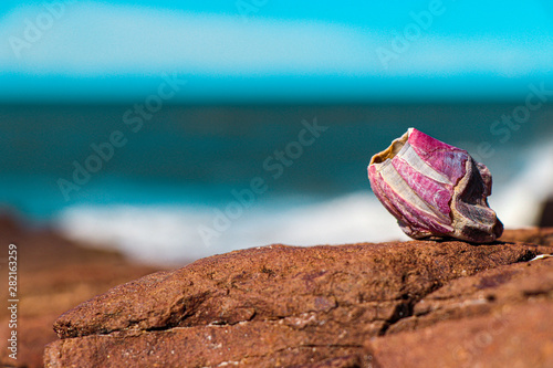 shell on the beach