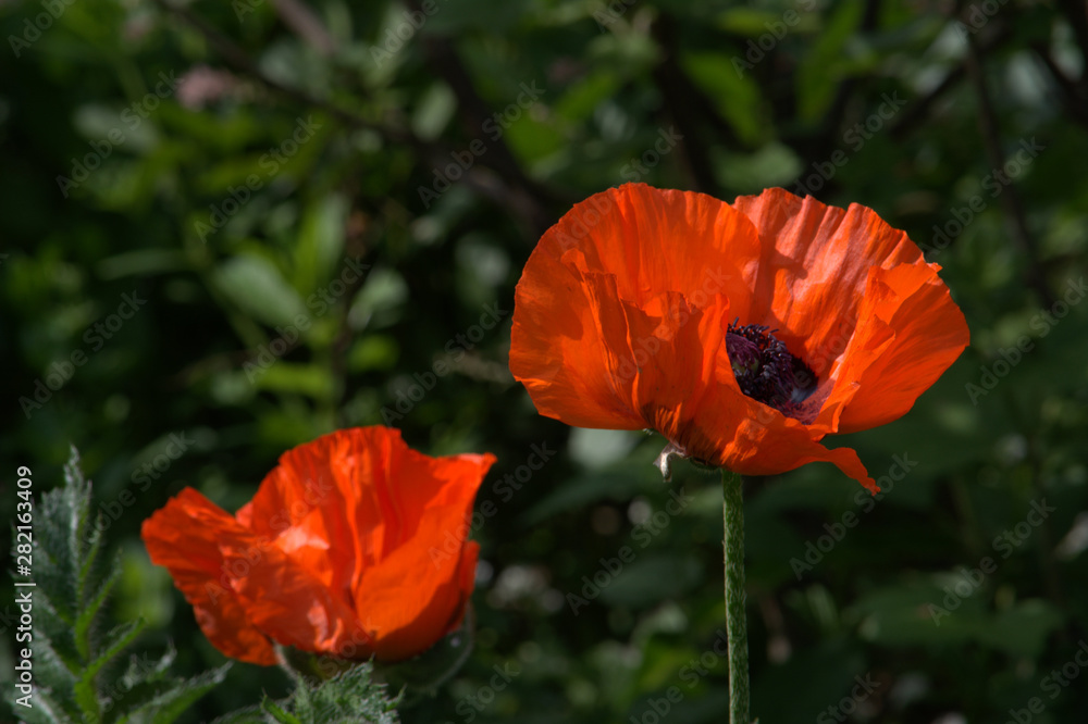 Fototapeta premium red poppy in field