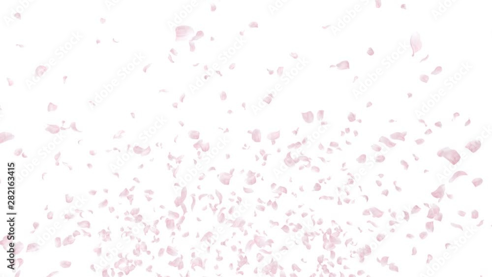Cherry blossom petals dance in wind. Cherry blossom petals dance in wind.
