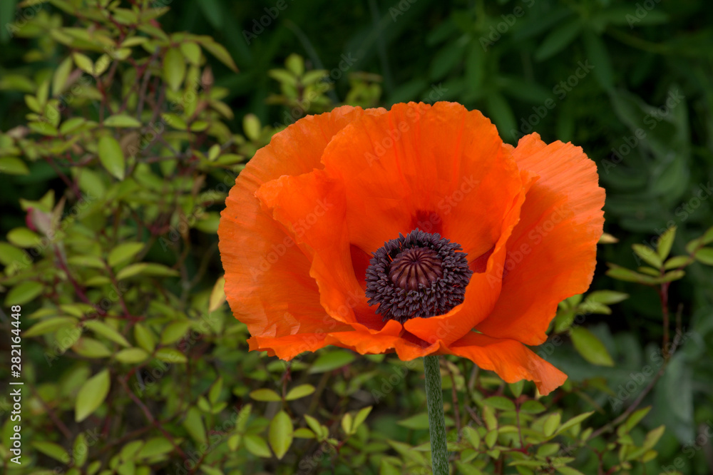 red poppy red poppy