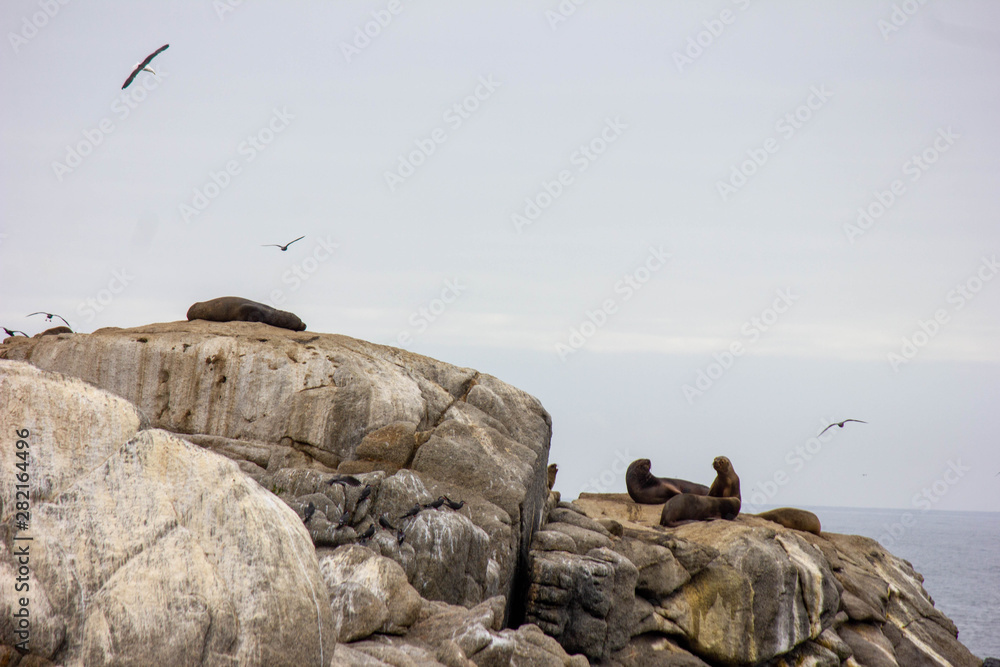  sea ​​lion on the rock - Vina del Mar - CL