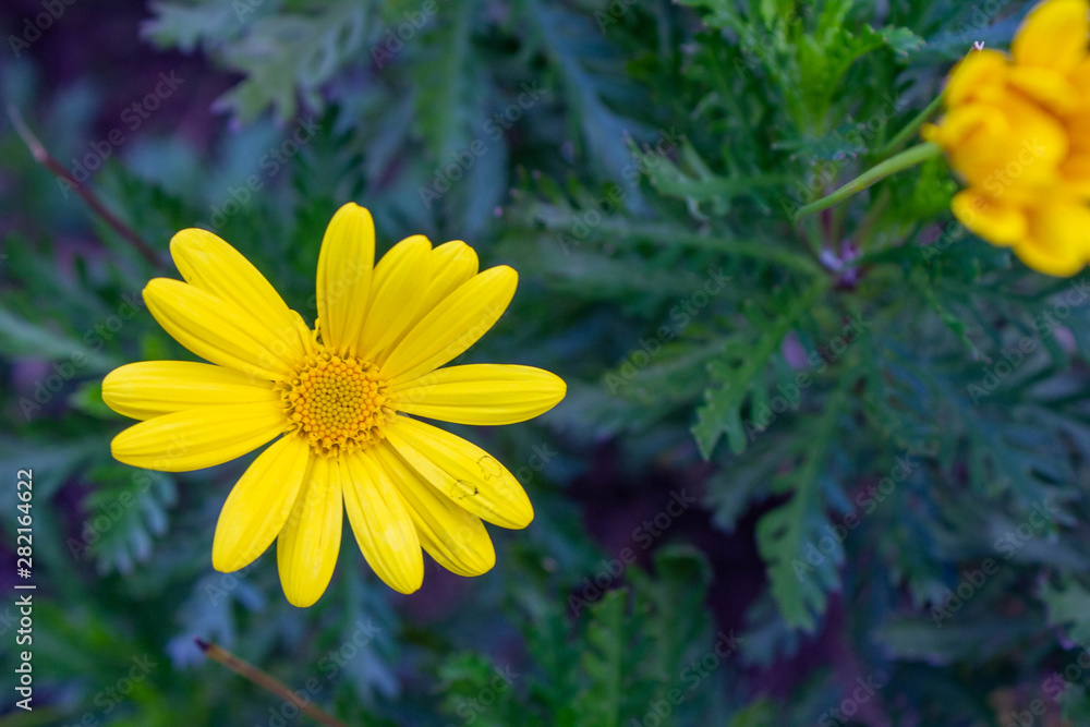 yellow flowers in the garden yellow flowers in the garden