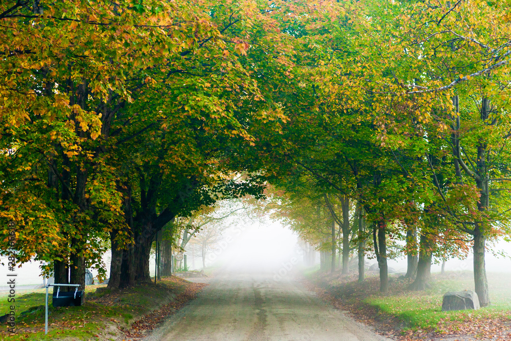 Dirt road on a foggy autumn morning.